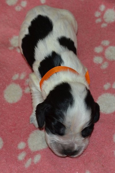 6-pejsek, oranžová st..JPG